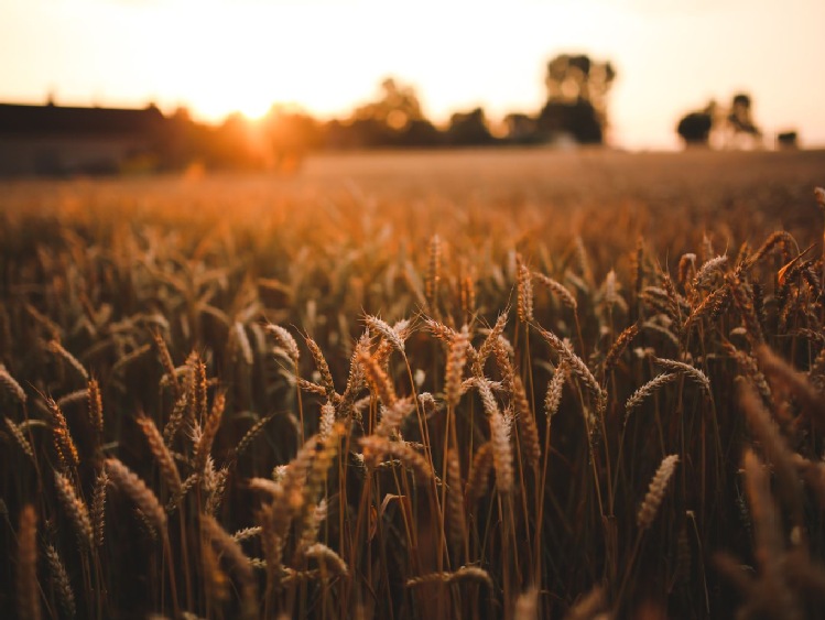 Apel Przewodniczących ZZ Rolnictwa w RP przy Spółkach Top Farms Głubczyce i Top Farms Wielkopolska